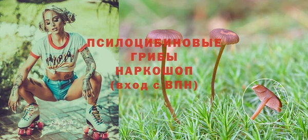 PSILOCYBIN Аркадак